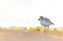 BUITEN BEELD Foto: 438110