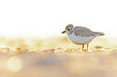 BUITEN BEELD Foto: 438112