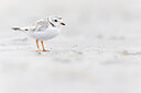 BUITEN BEELD Foto: 438113