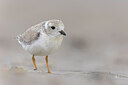 BUITEN BEELD Foto: 438118