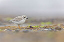 BUITEN BEELD Foto: 438119