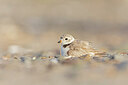 BUITEN BEELD Foto: 438122