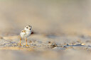 BUITEN BEELD Foto: 438123