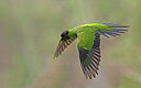 BUITEN BEELD Foto: 438128