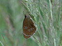 BUITEN BEELD Foto: 438129