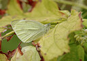 BUITEN BEELD Foto: 438132