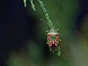 BUITEN BEELD Foto: 438136