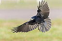 BUITEN BEELD Foto: 438139