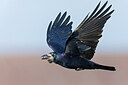 BUITEN BEELD Foto: 438144