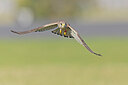 BUITEN BEELD Foto: 438148