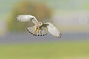 BUITEN BEELD Foto: 438149