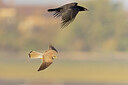 BUITEN BEELD Foto: 438157