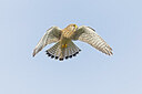 BUITEN BEELD Foto: 438158