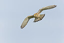 BUITEN BEELD Foto: 438161