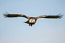 BUITEN BEELD Foto: 438165