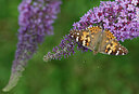 BUITEN BEELD Foto: 438168