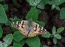 BUITEN BEELD Foto: 438170