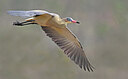 BUITEN BEELD Foto: 438173