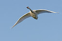 BUITEN BEELD Foto: 438176