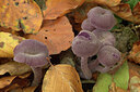 BUITEN BEELD Foto: 438195