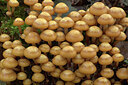 BUITEN BEELD Foto: 438196