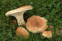 BUITEN BEELD Foto: 438199