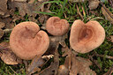 BUITEN BEELD Foto: 438204