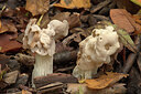 BUITEN BEELD Foto: 438205