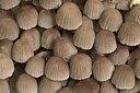 BUITEN BEELD Foto: 438206