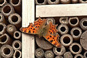 BUITEN BEELD Foto: 438207