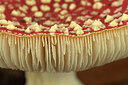 BUITEN BEELD Foto: 438209