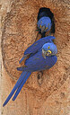 BUITEN BEELD Foto: 438212