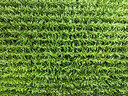 BUITEN BEELD Foto: 438226