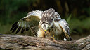 BUITEN BEELD Foto: 438231