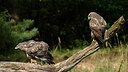 BUITEN BEELD Foto: 438236