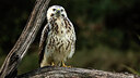 BUITEN BEELD Foto: 438238