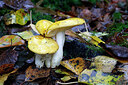 BUITEN BEELD Foto: 438245