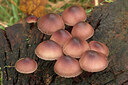 BUITEN BEELD Foto: 438258