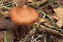 BUITEN BEELD Foto: 438259