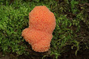 BUITEN BEELD Foto: 438262