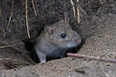 BUITEN BEELD Foto: 438267