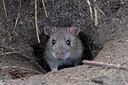 BUITEN BEELD Foto: 438268