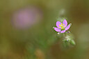BUITEN BEELD Foto: 438272