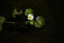 BUITEN BEELD Foto: 438274