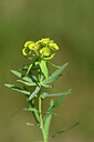 BUITEN BEELD Foto: 438290