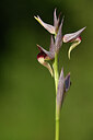 BUITEN BEELD Foto: 438299