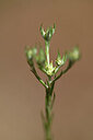 BUITEN BEELD Foto: 438307