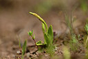 BUITEN BEELD Foto: 438322