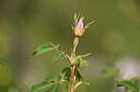 BUITEN BEELD Foto: 438324