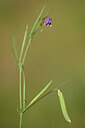 BUITEN BEELD Foto: 438326